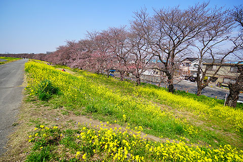 Sakura-cycle-03.jpg